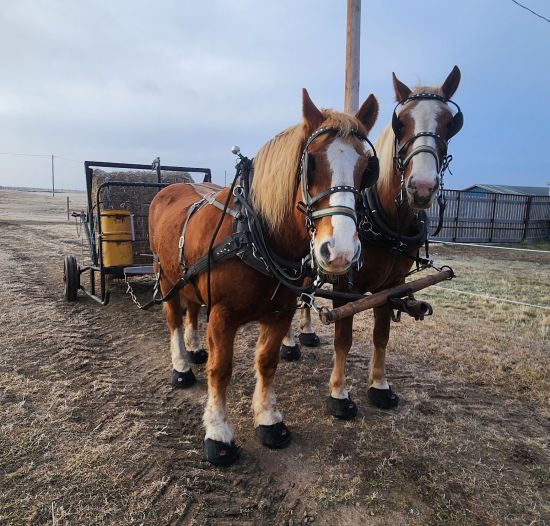Cavallo BFB Big Foot Draft Horse Hoof Boots for winter ranch work and farming