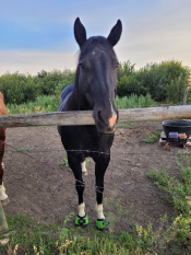 Green Cavallo Trek hoof boots for turnout protection