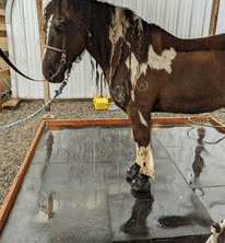 Cavallo BFB Draft horse hoof boots on all terrain for protection over rocks, hills, and gravel