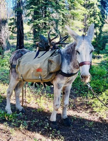 Walter the Mammoth Donkey Tries Out the New Cavallo LEB Hoof Boot