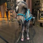 Cavallo CLB Boots on Stage at the Ballet