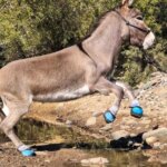Alison McKee LEB Testimonal Jitterbug jumping donkey in the Cavallo LEB Long Ear Boots