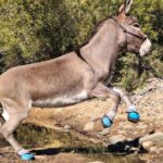 Alison McKee LEB Testimonal Jitterbug jumping donkey in the Cavallo LEB Long Ear Boots