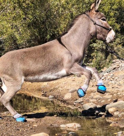 Alison McKee LEB Testimonal Jitterbug jumping donkey in the Cavallo LEB Long Ear Boots