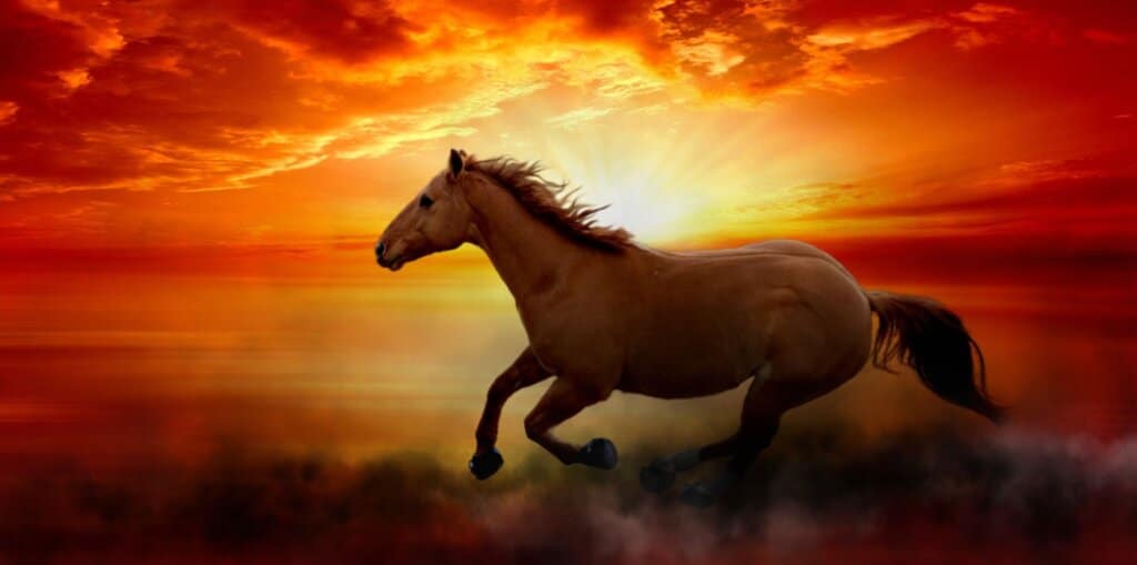 Cavallo Hoof Boots Fire Horse at Sunset by Rachel