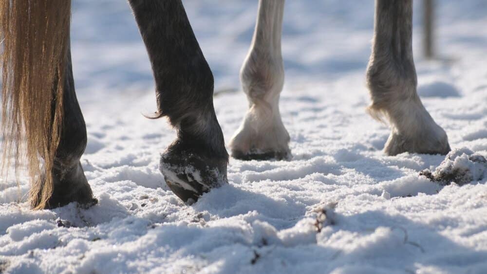 Cavallo Winter Hoof Care, Hoof Boots, Thrush, Snow