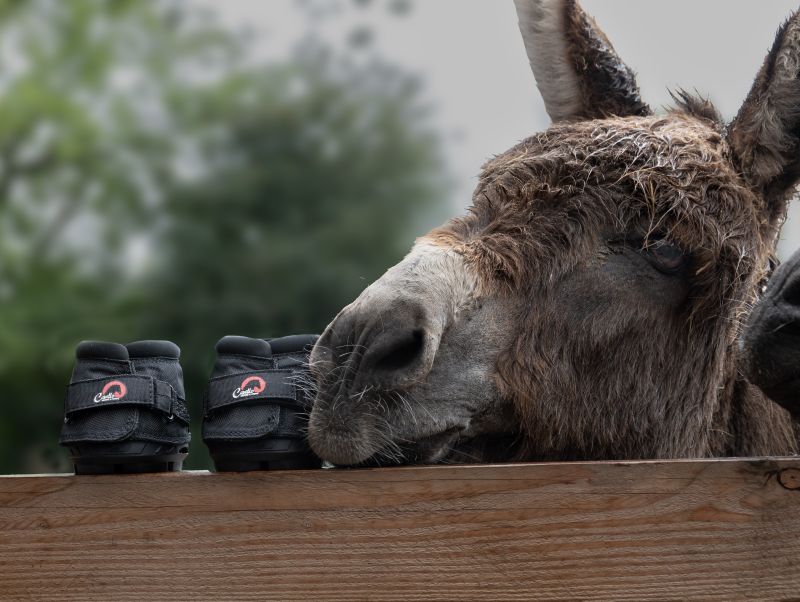Cavallo Black LEB Donkey Hoof Boots with donkey LR