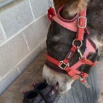 Tabitha Cassidy of Spain donkey LEB hoof boots 2