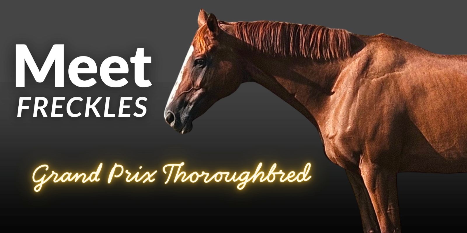 Meet Freckles Grand Prix dressage thoroughbred 2