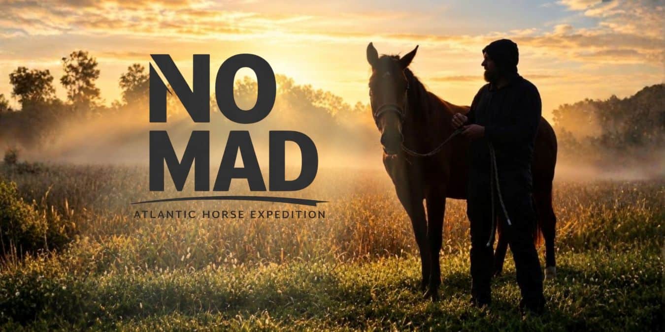 No-Mad Expedition horse in sunny field