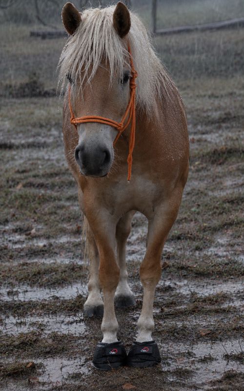 No-mads Journey Croatia - Black Cavallo Trek boot on horse in Rain