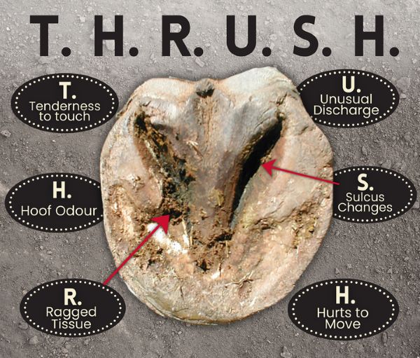 Do the Cavallo Hoof Boots Thrush Test