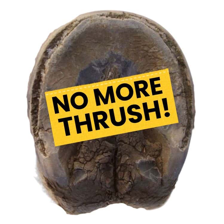 No more with Cavallo Hoof Boots!