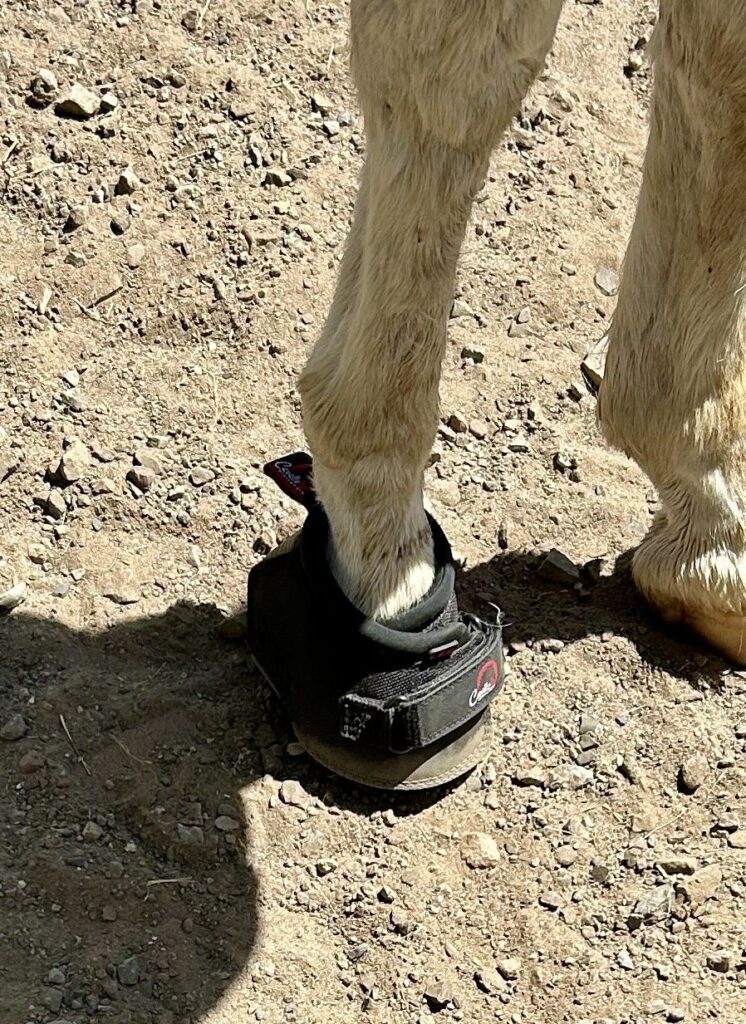 A hoof boot on a white horse's foot on dry ground
