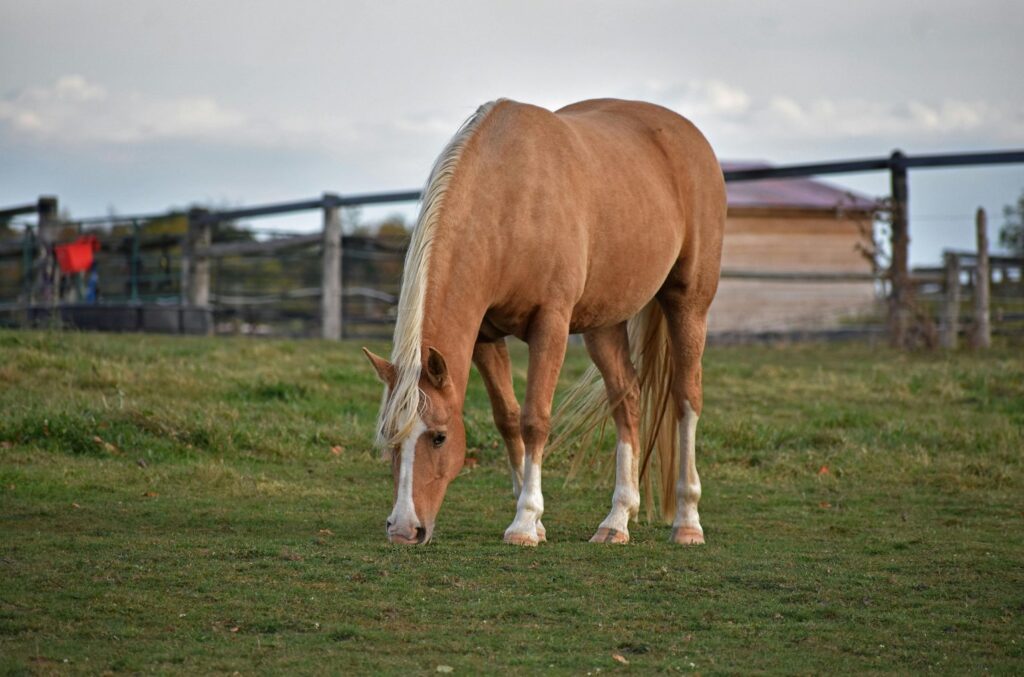 A palomino horse grazing in a green paddock