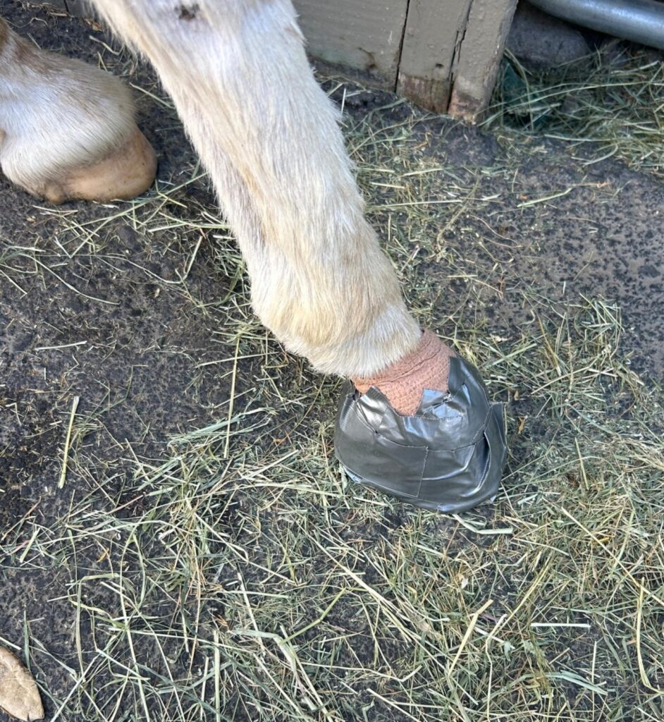 A hoof boot on a grey horse's foot, standing on straw