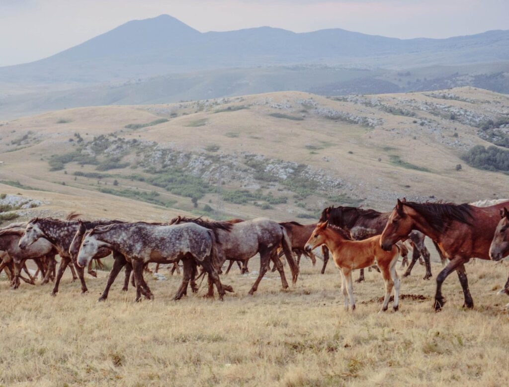 A herd of wild horses with a foal moving across open hills