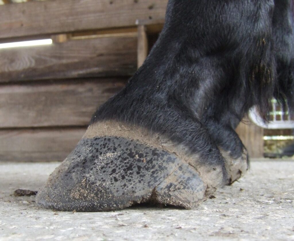 A hoof seen from the side, showing a toe crack