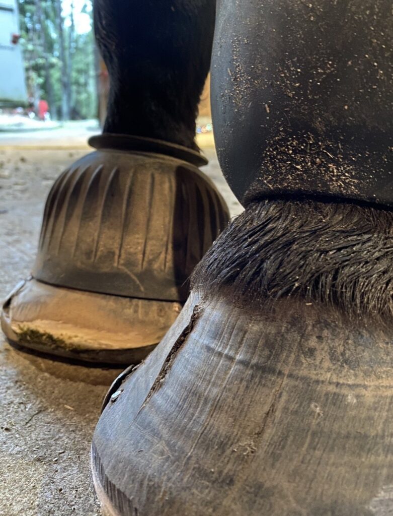 A hoof seen from the front with a crack rising from the ground surface