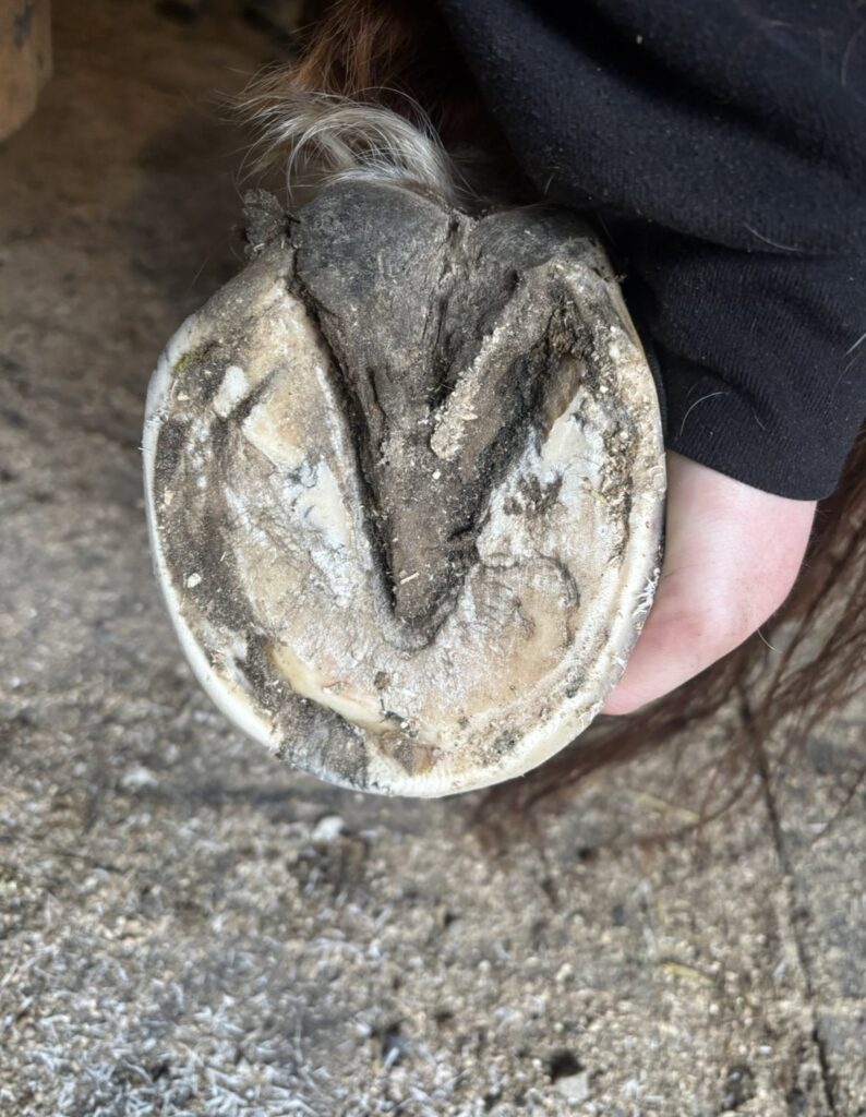 The underside of a hoof held in a hand, showing the bars beside the frog
