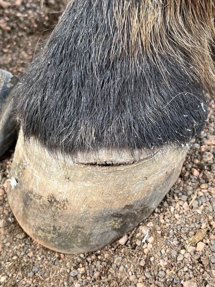 A hoof seen from the front, with a crack growing down from the coronary band