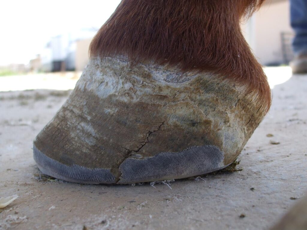 A hoof with a crack running up the wall, seen from the side