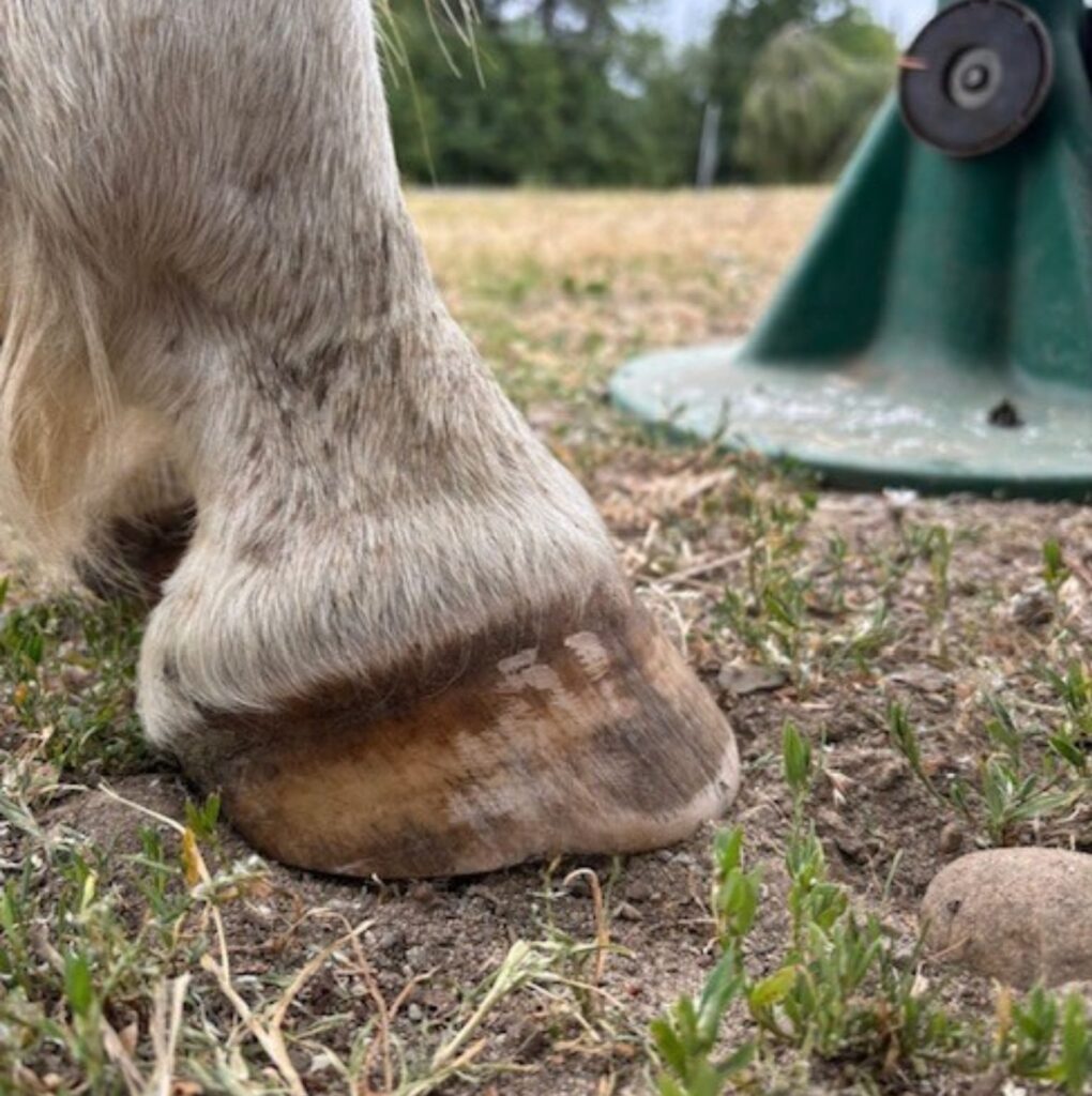 A hoof on grass with a crack at the heel