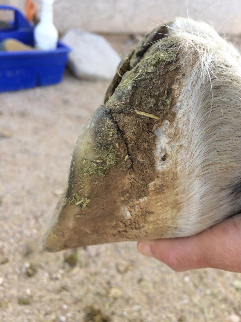 A hoof held in a hand, with a crack along the quarter