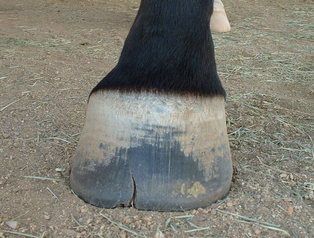 A dark hoof on dry ground with a crack at the toe