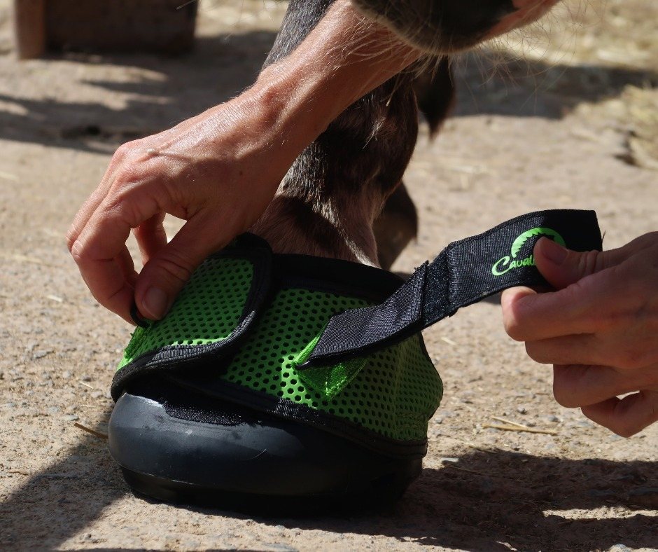 Hands fastening a green hoof boot onto a horse's front hoof
