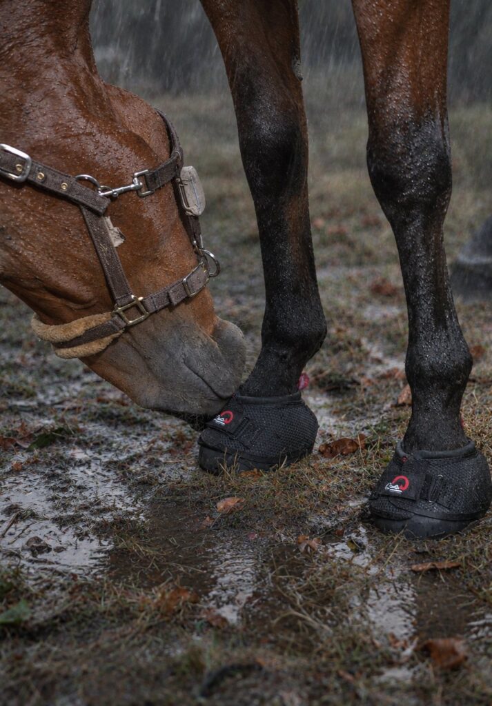 A horse grazing on muddy ground, its hooves in boots