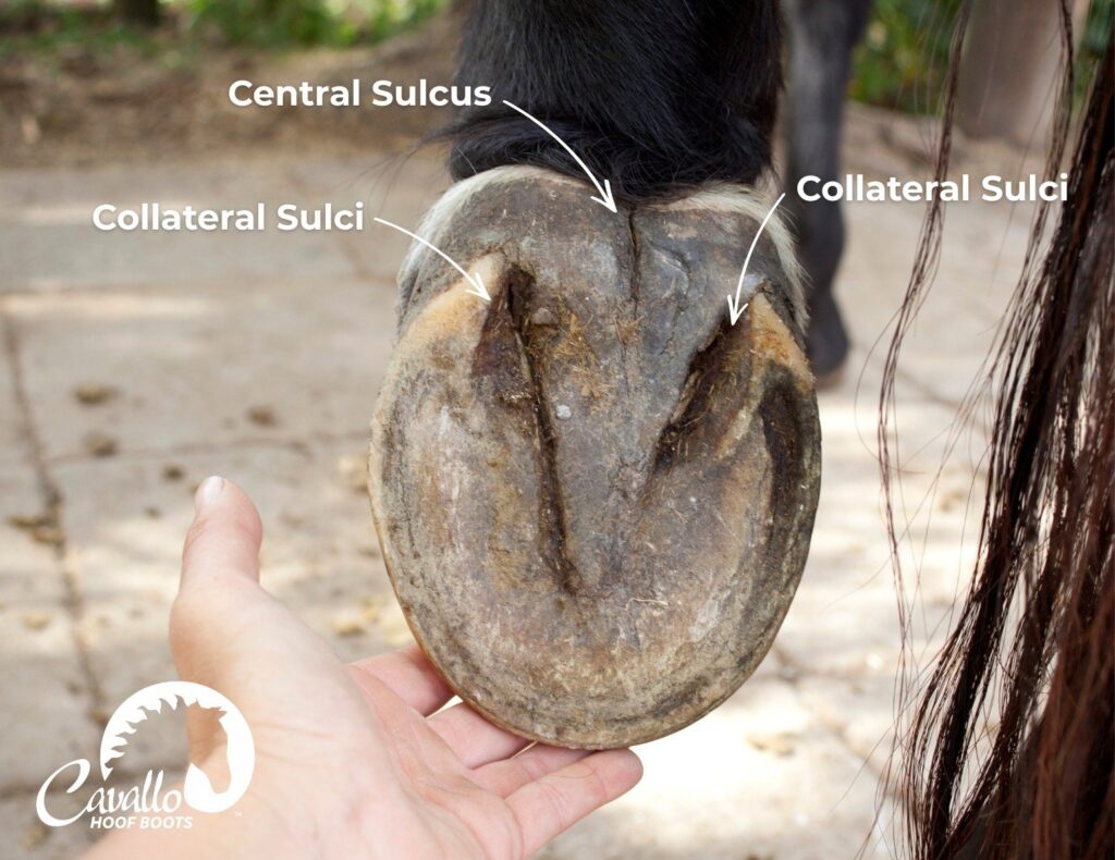 The underside of a hoof with the central sulcus and the collateral sulci labelled