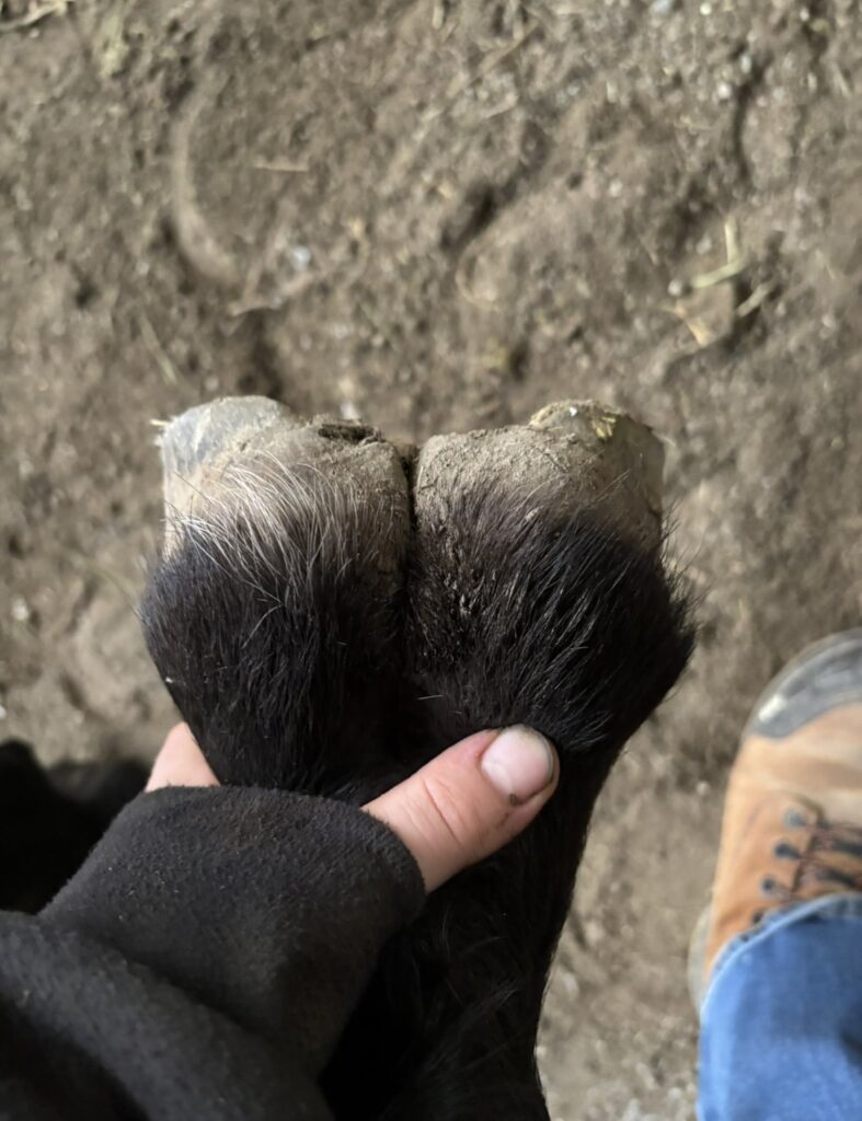 A hand holding a horse's hoof to show the heel bulbs and frog