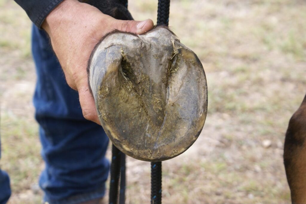 A hand holding up a trimmed hoof to show the sole