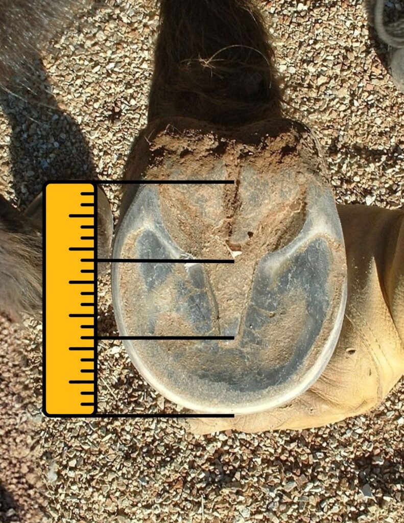 A hoof with a ruler laid along it for measuring proportions
