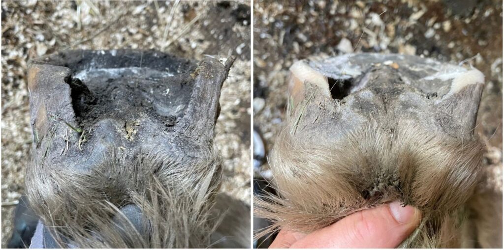 Two close-up views of a hoof's heel and frog