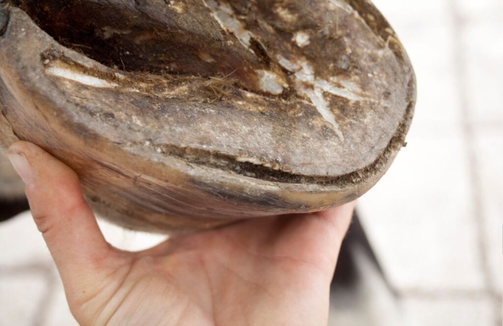 A hoof held up, showing a dark, separated white line