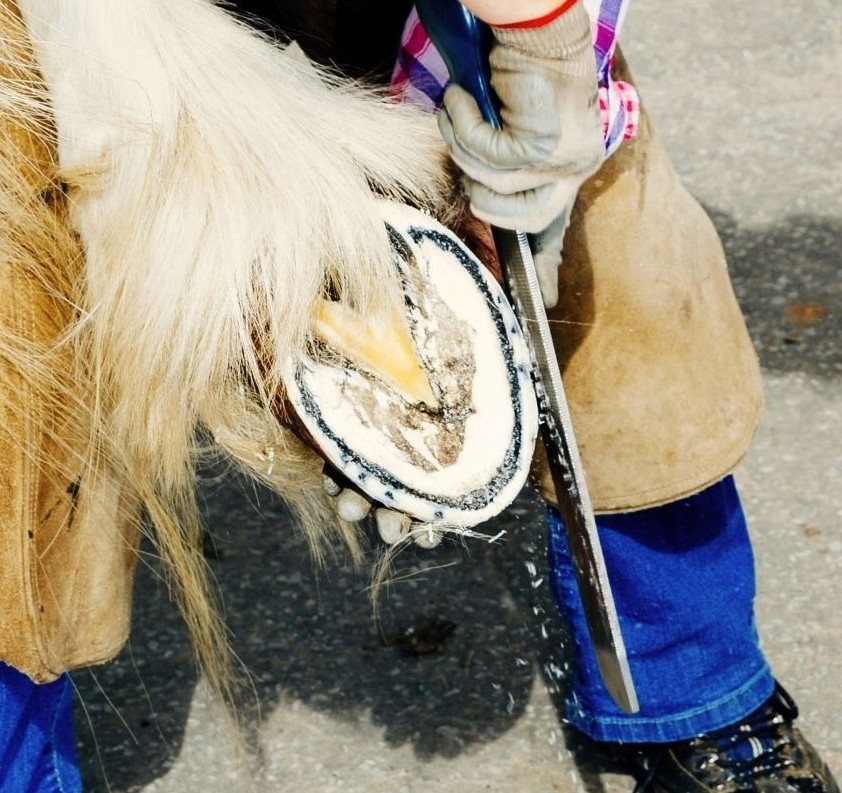 A farrier trimming a hoof, holding it between his knees