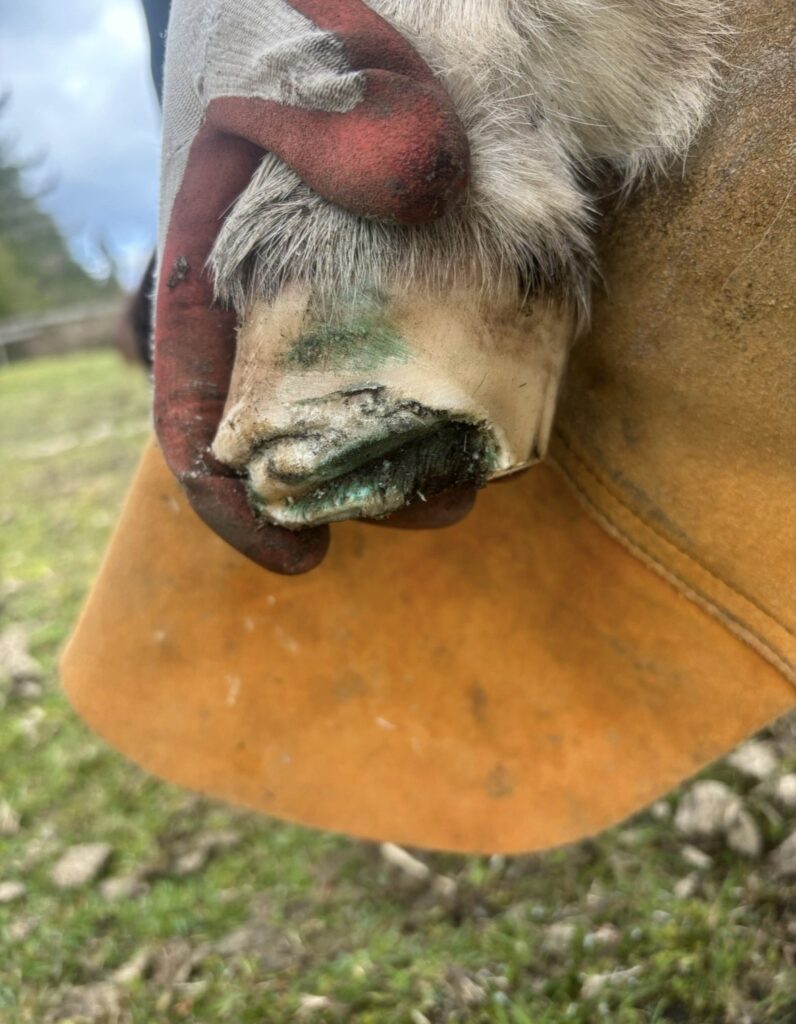A hand holding a hoof, showing separation at the toe