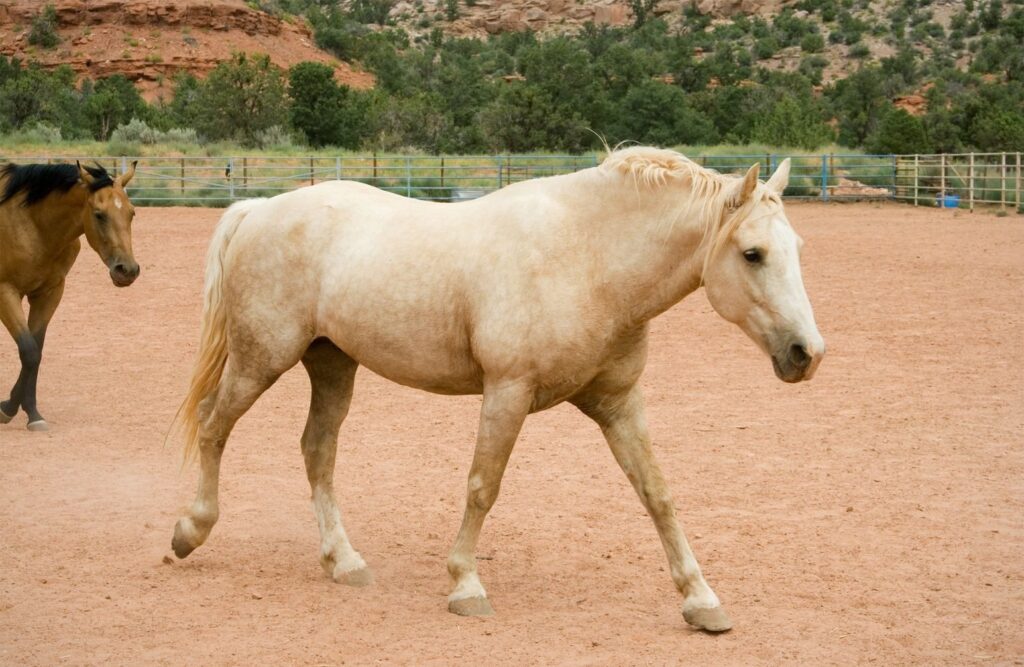 A cream horse walking across a sand arena