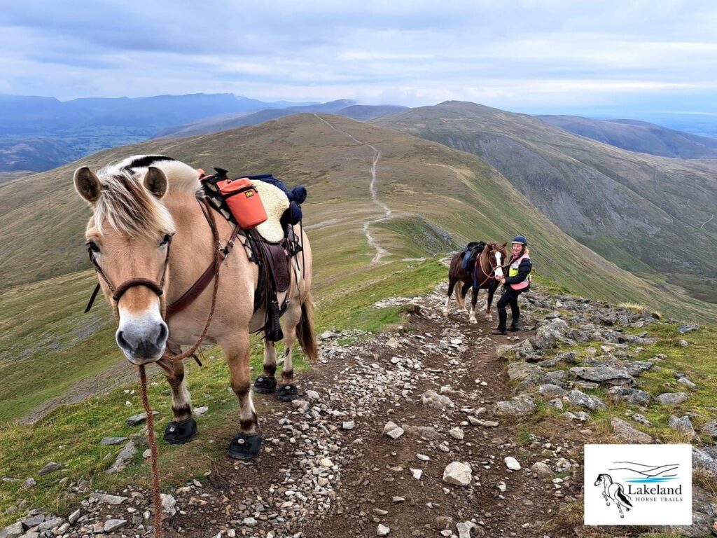 A saddled Fjord horse on a mountain trail, other riders behind it