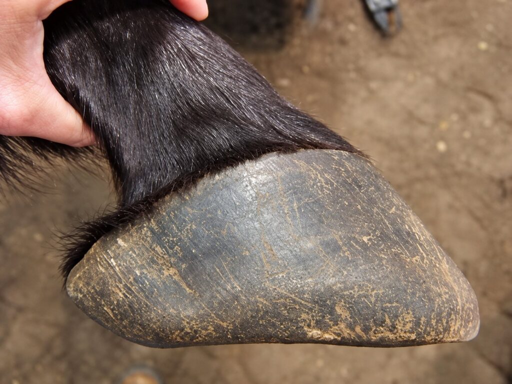 A dark hoof held in a hand, showing its worn, rounded edge