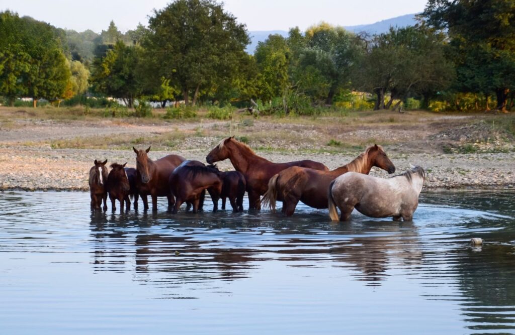 A herd of wild horses standing in a lake