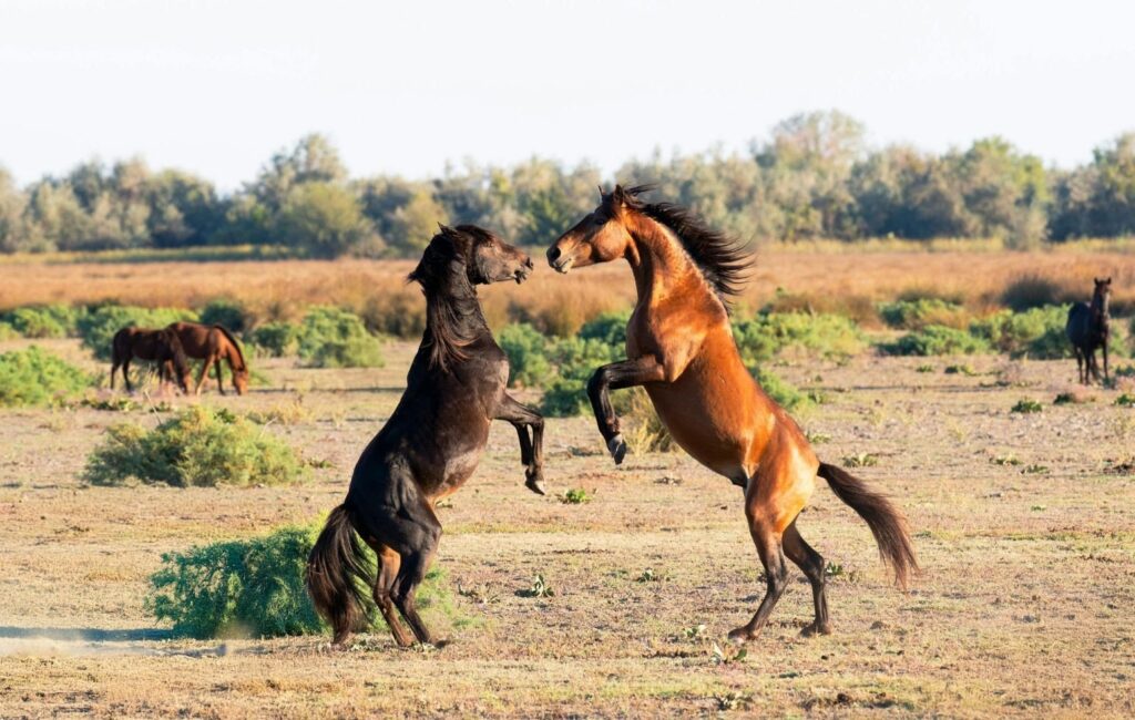 Two young stallions rearing and playing on dry grassland