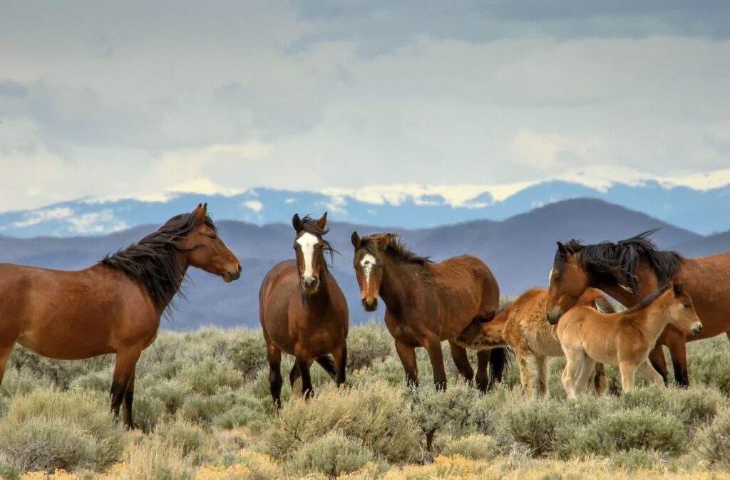 A herd of horses and foals on sagebrush plains below mountains